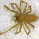Islandiana lewisi only occupies a single cave in the Midwest.